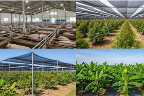 Đại gia chăn nuôi "bùng nổ" lợi nhuận: Dabaco vượt kế hoạch cả năm, HAGL sắp lãi 2.500 tỷ