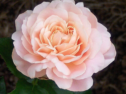 Những loài hoa chỉ dành cho giới thượng lưu ảnh 1 Những loài hoa chỉ dành cho giới thượng lưu ảnh 1