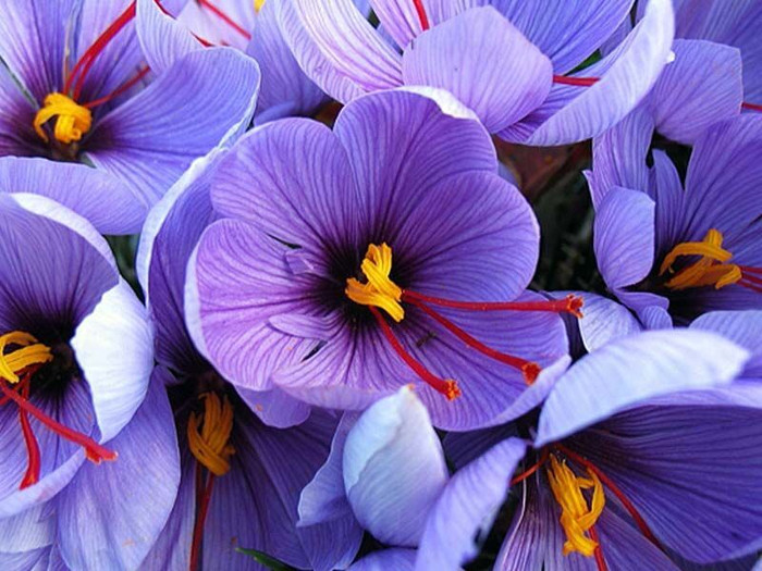 Những loài hoa chỉ dành cho giới thượng lưu ảnh 4 Những loài hoa chỉ dành cho giới thượng lưu ảnh 4