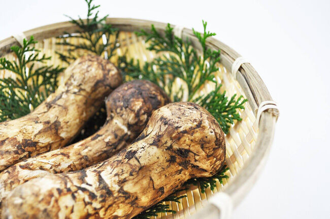 Nấm Matsutake - viên bảo ngọc của ẩm thực châu Á