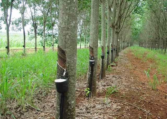 Công ty cổ phần Cao su Tân Biên (mã chứng khoán: RTB)