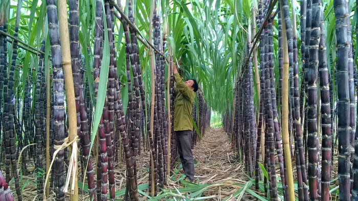 Công ty Cổ phần Mía đường Sơn La (mã chứng khoán: SLS)