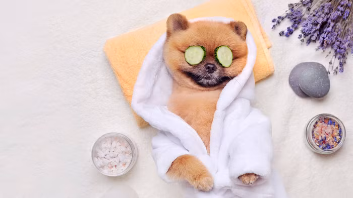 Chi phí chăm sóc thú cưng tại Anh tăng nhanh hơn cả lạm phát 