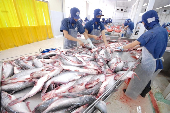 Xuất khẩu cá tra tháng 3 tăng mạnh 21%: Trung Quốc, Mỹ dẫn đầu sức mua