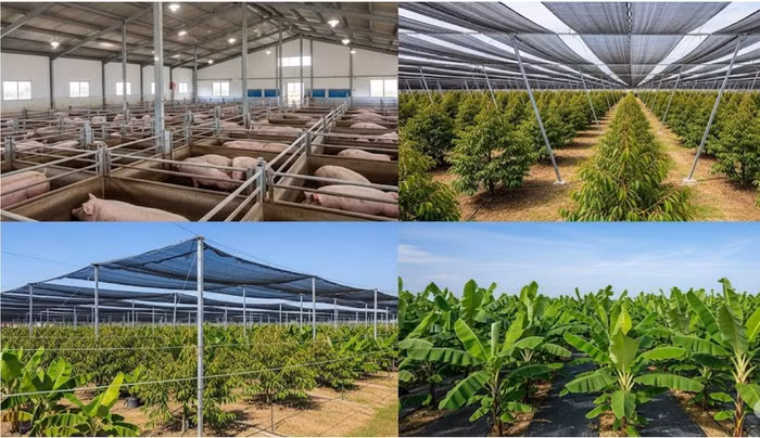 Đại gia chăn nuôi "bùng nổ" lợi nhuận: Dabaco vượt kế hoạch cả năm, HAGL sắp lãi 2.500 tỷ