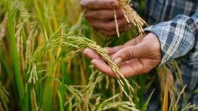 Ngân hàng tiếp sức cho ngành nông sản xuất khẩu chủ lực