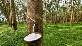 “Sức khoẻ” ngành cao su dần cải thiện nhờ giá bán phục hồi