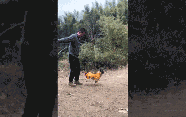 Khoảnh khắc người nông dân huấn luyện chú gà trống nhảy dây một cách hoàn hảo