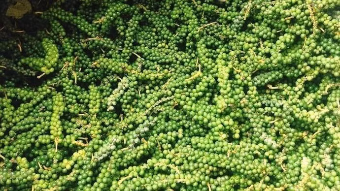 Giá nông sản hôm nay (16/10): Giá cà phê và hồ tiêu đồng loạt tăng